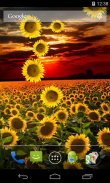 Sunflower Live Wallpaper screenshot 0