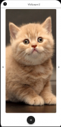 Kitten Wallpapers HD screenshot 4