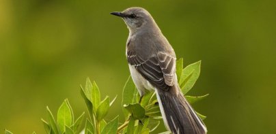 Birds Calls Sounds