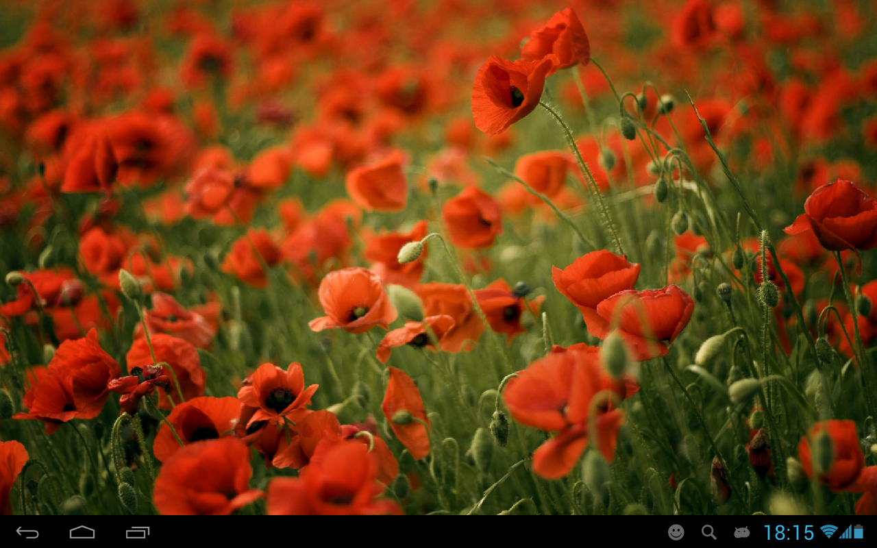 Poppies live wallpaper - APK Download for Android | Aptoide