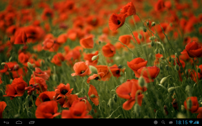 Poppies live wallpaper screenshot 6