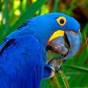 Canto Guacamayo Icon