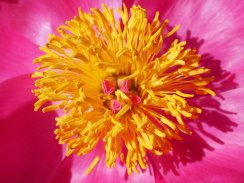 Peonies wallpapers screenshot 6