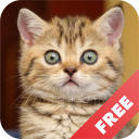 Cat sounds - play with cats Icon
