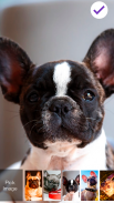 French Bulldog Puppy Sweet Screen Lock screenshot 2