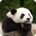 Panda Live Wallpaper HD Icon