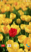 Tulips Video Live Wallpaper screenshot 2