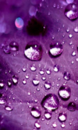 Purple Images Wallpapers screenshot 2