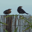 Birds on the Fence LWP Icon