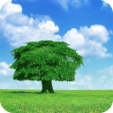 Tree HD Wallpaper Icon