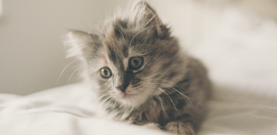 Kitten Wallpapers