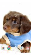 Cute Puppies Live Wallpaper screenshot 4