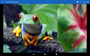 File Viewer for Android screenshot 9