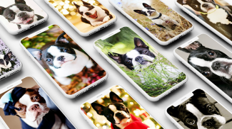 Boston Terrier Wallpaper screenshot 3