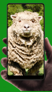 Sheep Wallpaper screenshot 13