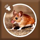 Mice and Mouse Sound Icon