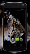 4K Tiger Video Wallpaper screenshot 0