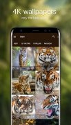 Tiger Wallpapers 4K screenshot 0