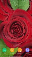 Rose Wallpaper screenshot 1