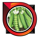 How to Grow Green Beans Good