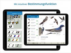 NABU Vogelwelt Vögel Bestimmen screenshot 9