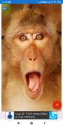 Monkey Wallpapers: HD images, Free Pics download screenshot 2