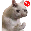 Новые смешные наклейки мем кошки WAStickerApps