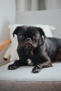 Pug Wallpaper: backgrounds hd screenshot 19