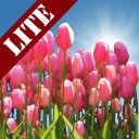 Tulip Field Lite LWP Icon