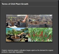 organic chili farming screenshot 1