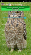 Flying Owl Live Wallpaper screenshot 6