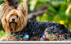 Yorkshire Terrier sfondi anima screenshot 5