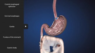 Endoscopy in Dogs (Free) screenshot 6