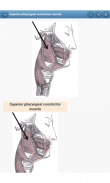 Sistema muscolare screenshot 9