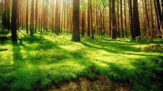 Sunny Forest Live Wallpaper (Backgrounds) screenshot 10