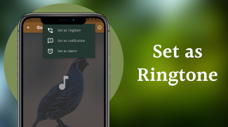 Quail Sounds & Calls screenshot 9