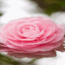 Blooming Pink Rose LWP Icon