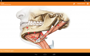 Sobotta Anatomie screenshot 9