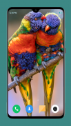 Parrot Wallpapers 4K screenshot 11