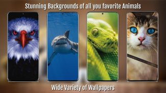 Animal Wallpapers Full HD / 4K screenshot 6