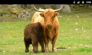 Farm Animals - Live Wallpapers screenshot 3