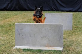 German Shepherd Training screenshot 5