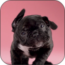 Puppy Shake Live Wallpaper Icon