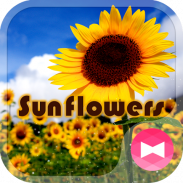 Summer Tema Sunflowers screenshot 4