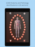 Anatomist - Anatomia Quiz Gioco screenshot 13