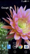 Cactus Flowers Live Wallpaper screenshot 0