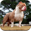 Pitbull Dog Wallpaper HD Icon