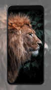 Lion Wallpapers screenshot 4