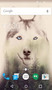 Cute Husky Wallpaper HD Theme screenshot 5