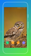 Owl Wallpaper screenshot 14